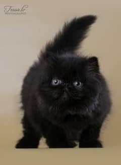 Persian cat for sale male or femalemy WhatsApp0328=21=34=611