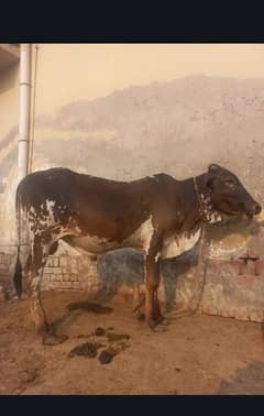 Qurbani