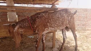 Makki chene bakra far sale 03147972708 call and WhatsApp