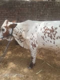 Qurbani bull | Bachra | desi buls | Sahiwal Bull| بچرا | qurbani 2025