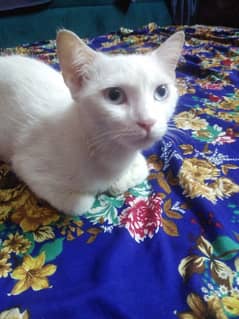 Persian white Female cat /kitten for urgent sale