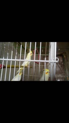 commen white coctail