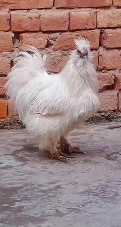 silkie belgium murga for sale.