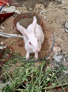 red eye rabbits pair
