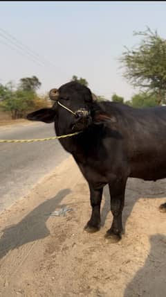 Qurbani