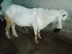 دوندہ