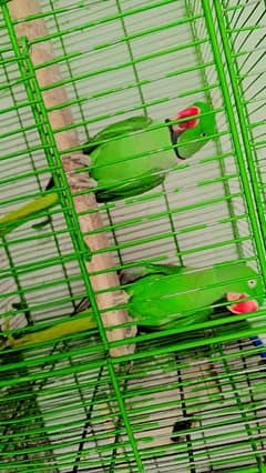 raw parrot and Fisher exchange possible