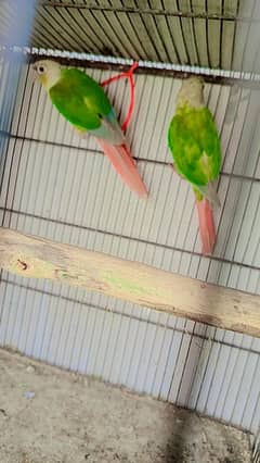 pipne apple conure Fisher exchange possible