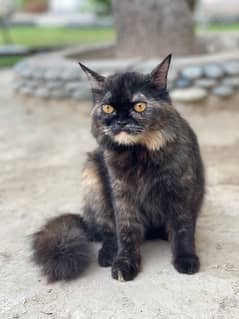 black cat
