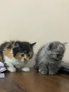 Persian