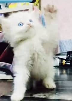 Persian