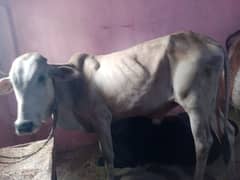 2'dant bachra