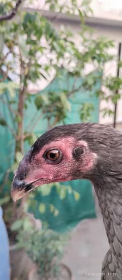 Thai female medagascure male