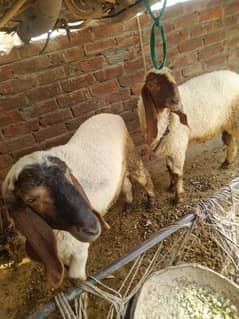 sheep