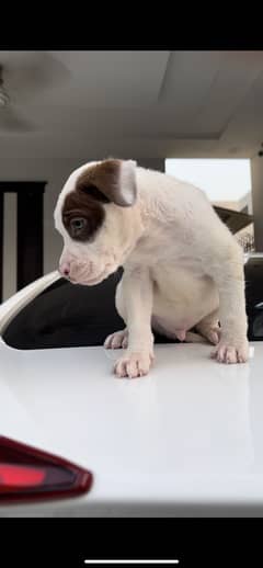 American bully male pup