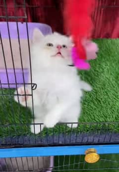 Persian