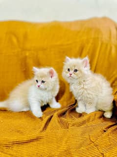 Persian hamalian british punch face piki face cat 03250387943