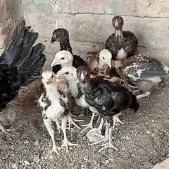 Aseel Chicks For sale
