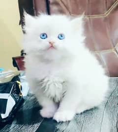 Persian hamalian british punch face piki face cat 03250387943