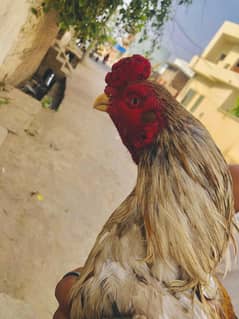 Aseel Lasani pakistani 2 years age