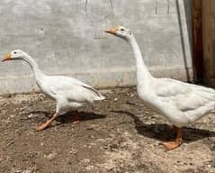 Full size duck