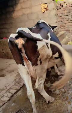 ولائیتن گائے
