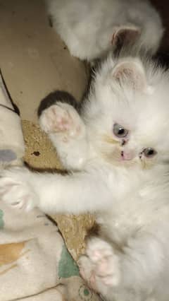 for sale pure breed punch face kitten