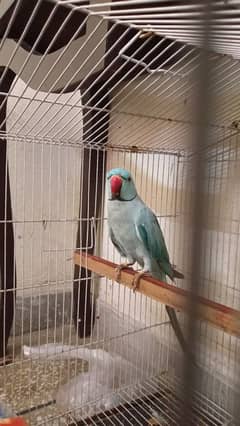 balu greyneck parrot