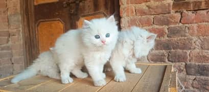 Persian hamalian british punch face piki face cat 03250387943