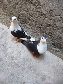kaboter penguin