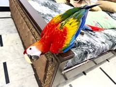 scarlet macaw available for sale contact 03126945780