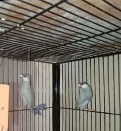 java finch