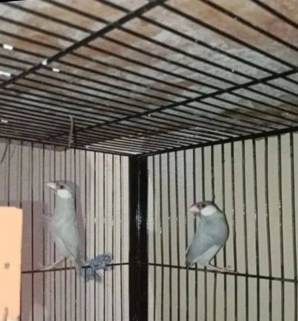 java finch 0