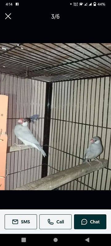 java finch 2