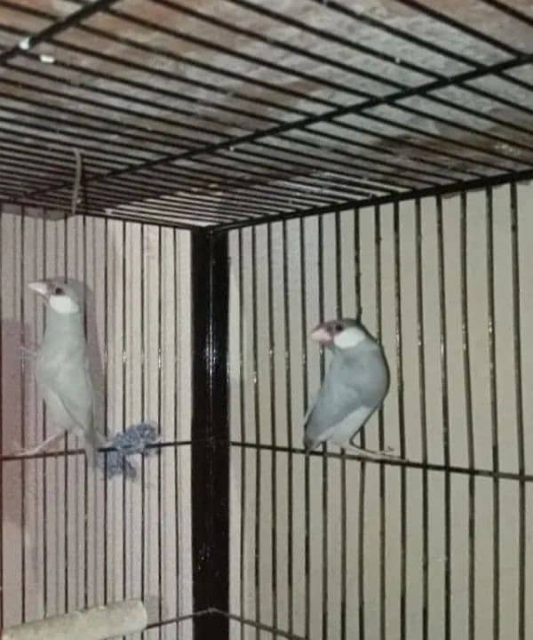 java finch 3