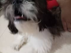 shih Tzu