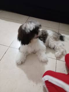 shih Tzu