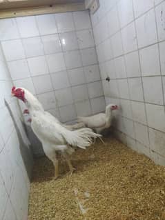 white o shamo breeder trio for sale