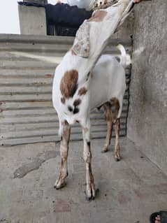 Qurbani