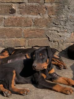 newly born doberman puppies available