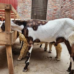 Desi Bakray Qurbani 2025