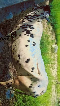 cow / qurbani 2025 / cow | Desi Cow | Cow For Sale| Qurbani ka Janwar