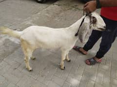 khassi