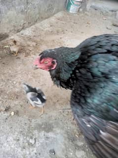 Thai Cross Madi with Chicks