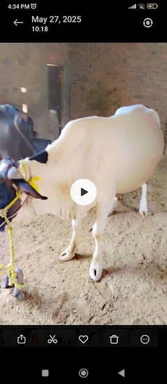 Cow