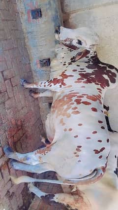 Bachra