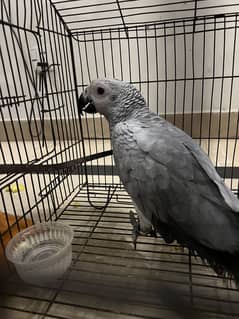 African Grey Parrot 4 months