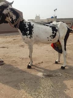 bakri+chota