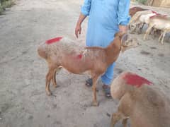 1.5sal 2dant just meat40to45kg safe available jhelum. 03215443967only