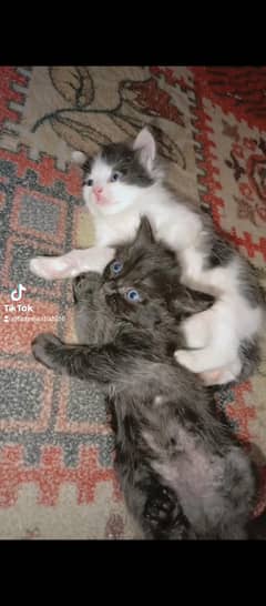 pure Persian kittens